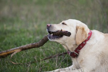 labrador köpek doğurmak