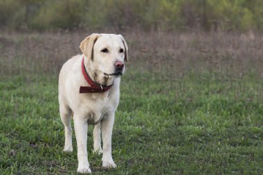 labrador köpek doğurmak