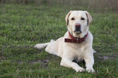 labrador köpek doğurmak