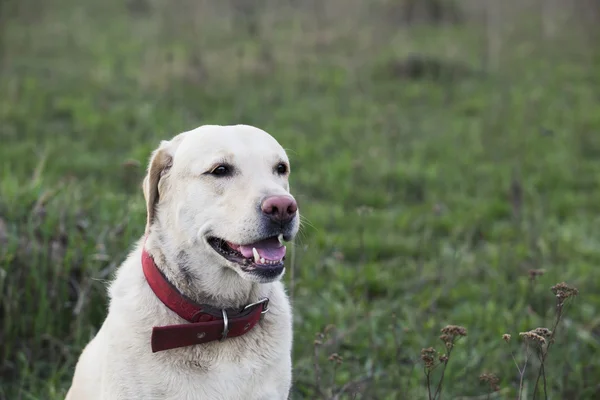 Rasa de câini Labrador — Fotografie, imagine de stoc