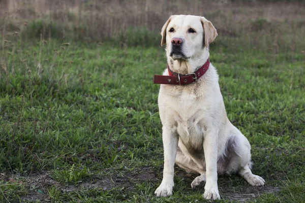 Raza de perro Labrador — Foto de Stock