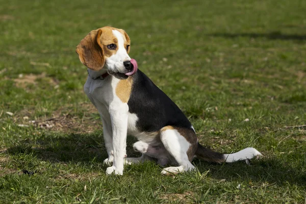 Raza de perro beagle — Foto de Stock