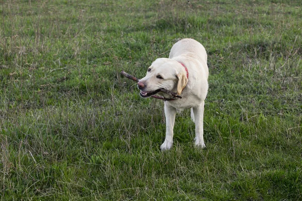 Pies rasy labrador — Zdjęcie stockowe