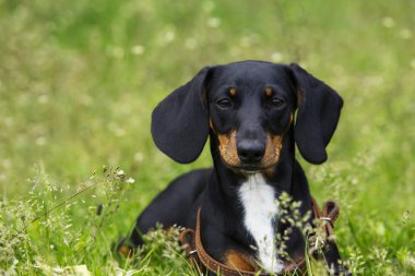köpek doğurmak dachshund