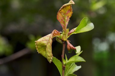 hastalık yaprakların üzerine