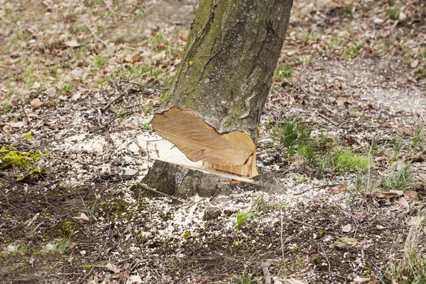 El árbol talado — Foto de Stock