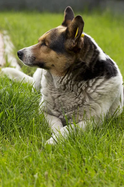 Der streunende Hund — Stockfoto