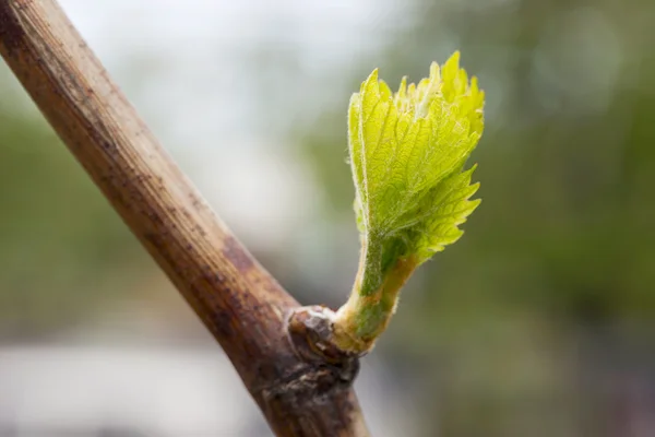 Germoglio d'uva — Foto Stock