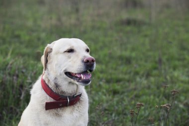 labrador köpek doğurmak