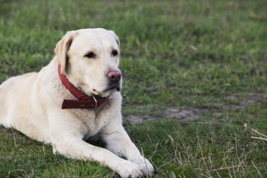 labrador köpek doğurmak
