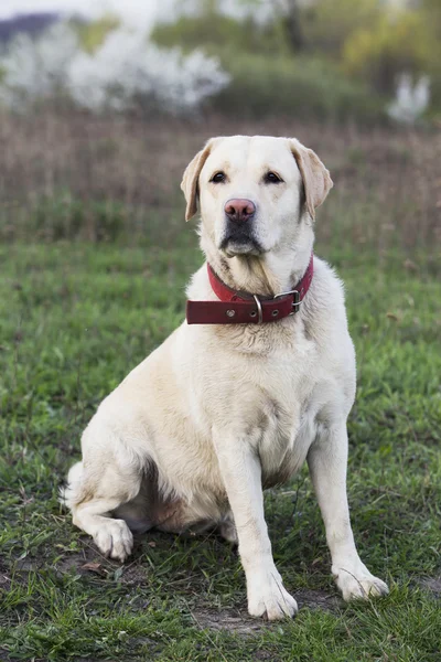Raza de perro Labrador — Foto de Stock