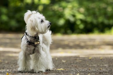 köpek doğurmak Malta bichon