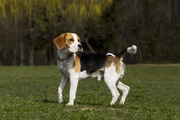 Psa plemene beagle — Stock fotografie