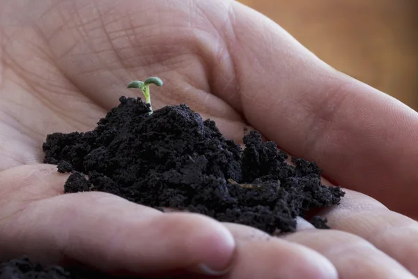 El brote verde en la mano — Foto de Stock