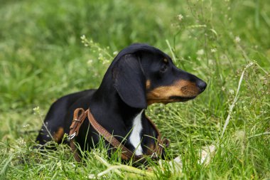 köpek doğurmak dachshund