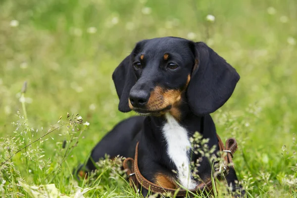 Race canine Dachshund — Photo