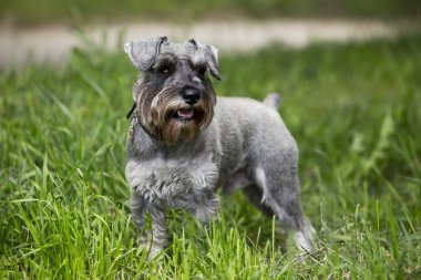 köpek doğurmak minyatür schnauzer