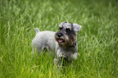 köpek doğurmak minyatür schnauzer