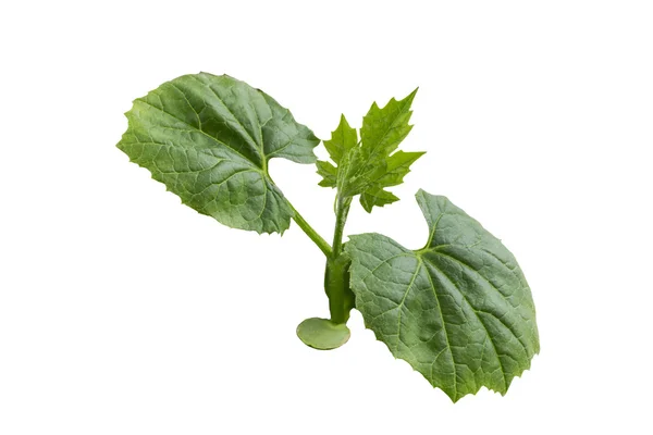 The sprout of cucumber — Stock Photo, Image