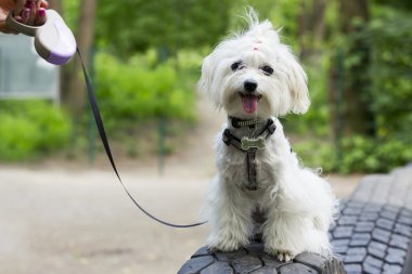 köpek doğurmak Malta bichon