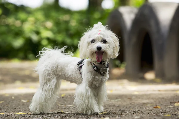 köpek doğurmak Malta bichon