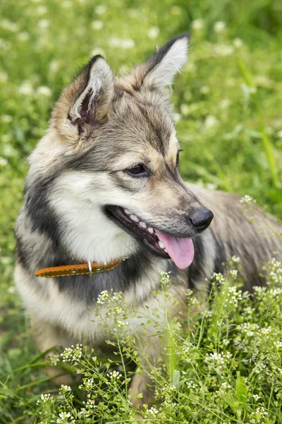 Köpek doğurmak Vizigot Spitz — Stok fotoğraf