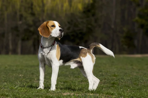 Dog breed beagle — Stock Photo, Image