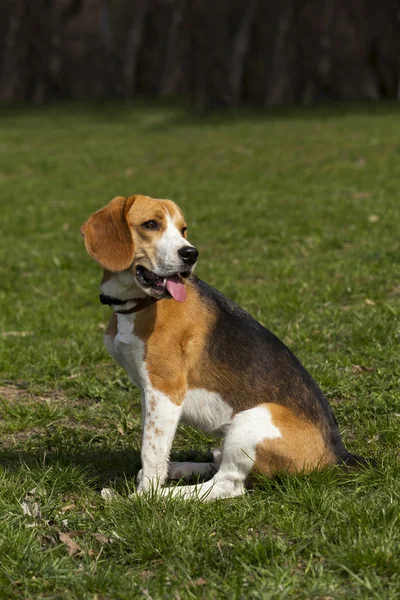 Dog breed beagle — Stock Photo, Image