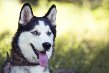 Köpek cinsi Sibirya kurdu.