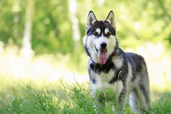 Raza de perro husky siberiano — Foto de Stock