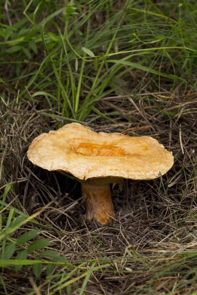 Несъедобный гриб — стоковое фото