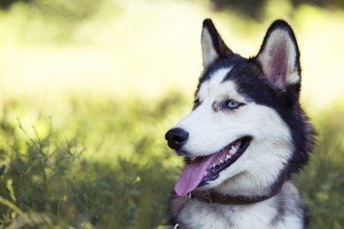 Köpek cinsi Sibirya kurdu.