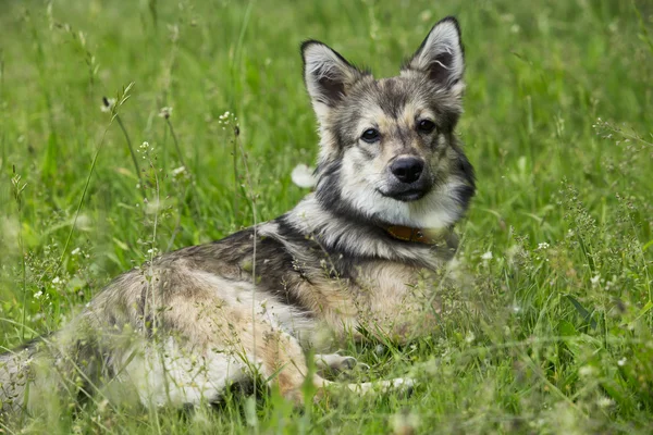 Köpek doğurmak Vizigot Spitz — Stok fotoğraf