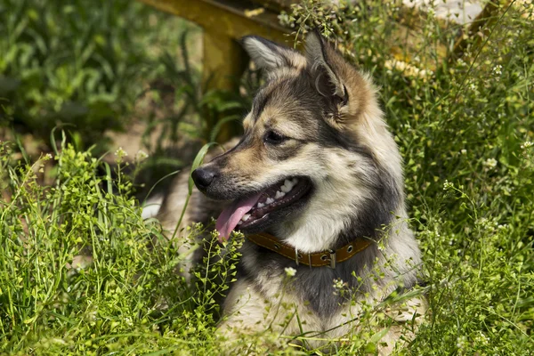 Kutya tenyészt vizigót Spitz — Stock Fotó