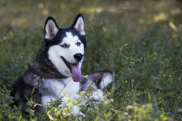 Raça cão siberiano husky — Fotografia de Stock