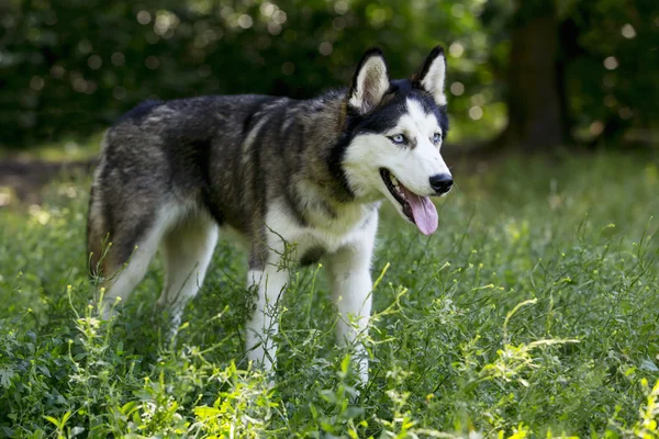 Razza di cane husky siberiano — Foto Stock