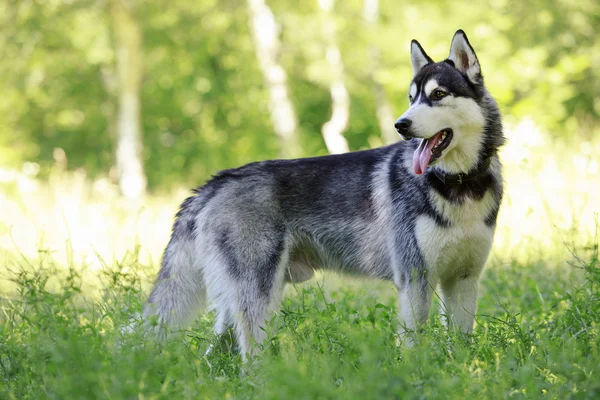 Raza de perro husky siberiano —  Fotos de Stock