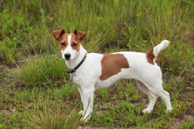 Jack Russell Terrier köpek