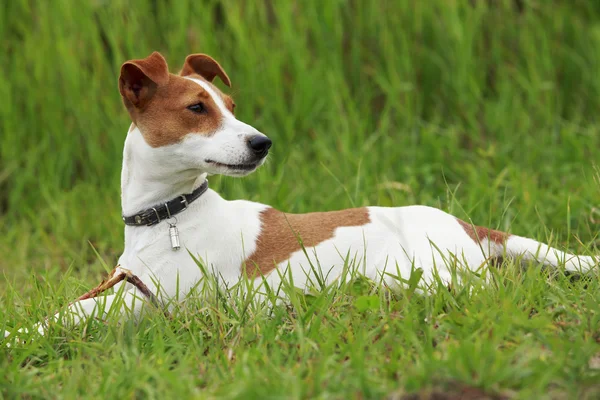 Jack Russell Terrier köpek