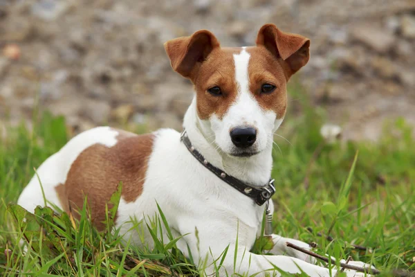 O cão Jack Russell Terrier — Fotografia de Stock