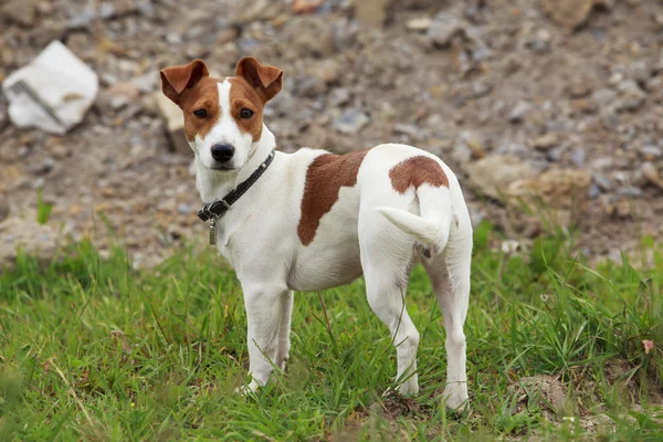 Le chien Jack Russell Terrier — Photo