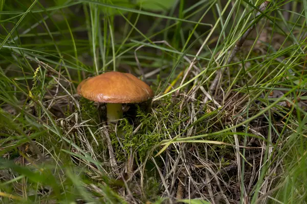 Съедобные грибы — стоковое фото