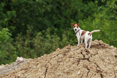 Jack Russell Terrier köpek