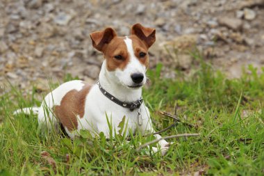 Jack Russell Terrier köpek
