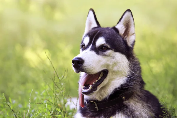 Raça cão siberiano husky — Fotografia de Stock