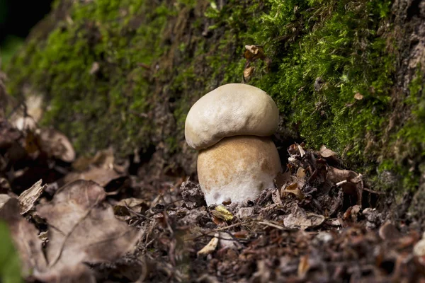 De eetbare paddestoelen — Stockfoto