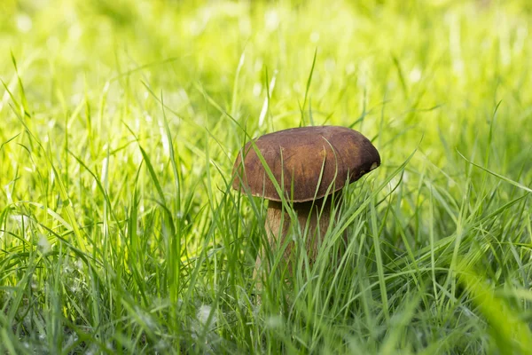 Az ehető gombák — Stock Fotó