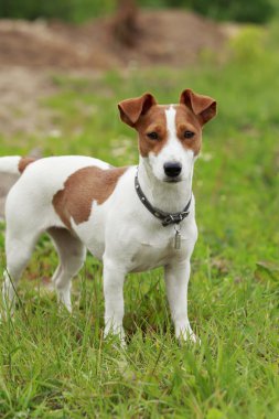 Jack Russell Terrier köpek