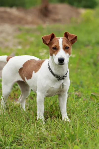 El perro Jack Russell Terrier —  Fotos de Stock