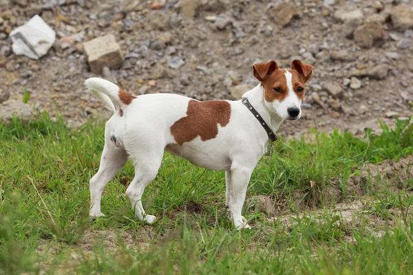 Jack Russell Terrier pies — Zdjęcie stockowe